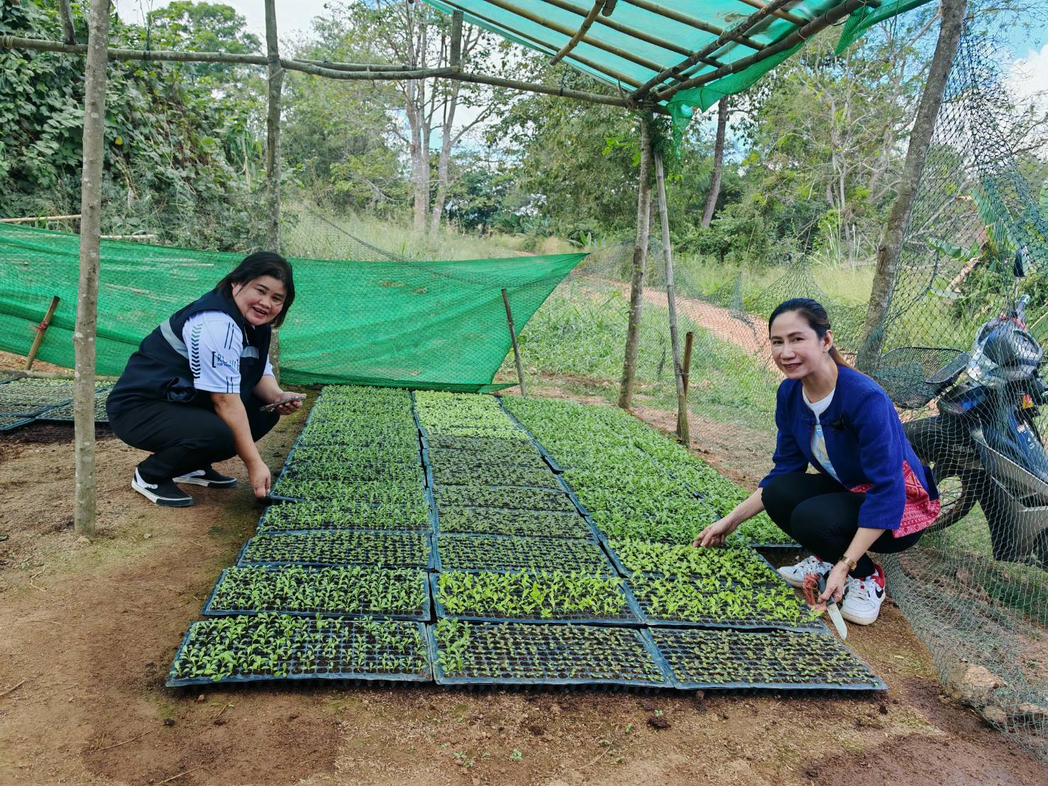 🌱 พช.วังน้ำเขียว ขับเคลื่อนการปลูกผักสวนครัว สร้างความมั่นคงทางอาหารอย่างยั่งยืน 